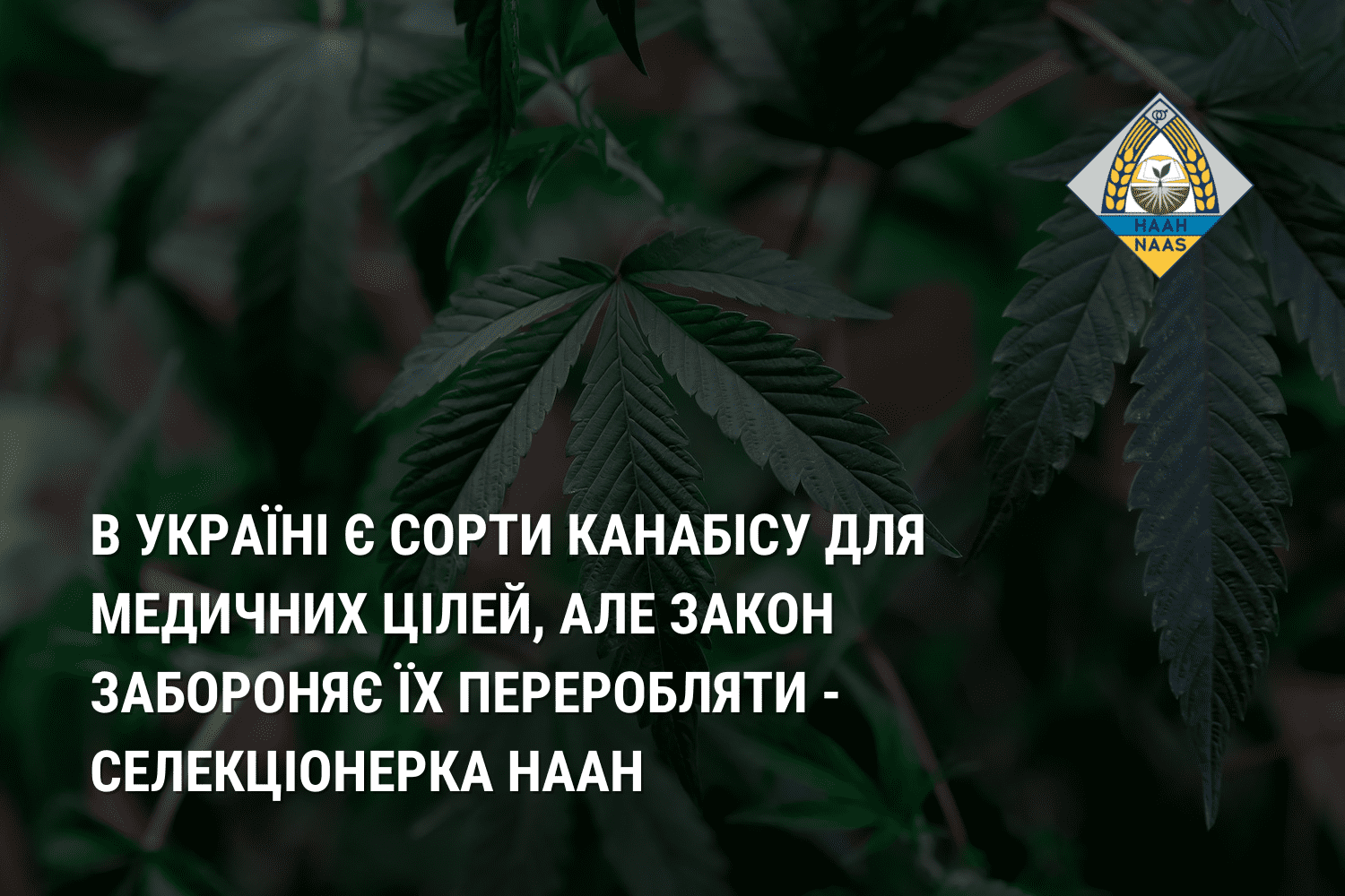 В Україні є сорти канабісу для медичних цілей, але закон забороняє їх переробляти - селекціонерка НААН